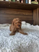 Max, a male Poodle - Miniature  for sale in Chicago, IL – Photo 10 of 10