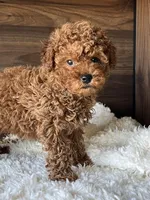 Max, a male Poodle - Miniature  for sale in Chicago, IL – Photo 5 of 10