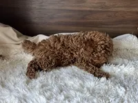 Max, a male Poodle - Miniature  for sale in Chicago, IL – Photo 4 of 10