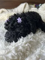 Skye, a female Poodle - Toy  for sale in Chicago, IL – 3 of 10