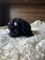 Skye, a female Poodle - Toy  for sale in Chicago, IL – 7 of 10