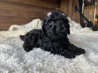 Skye, a female Poodle - Toy  for sale in Chicago, IL – 6 of 10