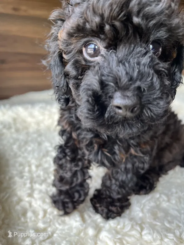Atlas – Poodle - Toy  puppy for sale in Chicago, IL