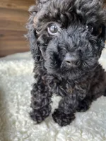 Atlas, a male Poodle - Toy  for sale in Chicago, IL – 6 of 10