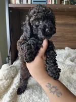 Atlas, a male Poodle - Toy  for sale in Chicago, IL – 10 of 10
