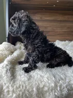 Atlas, a male Poodle - Toy  for sale in Chicago, IL – 2 of 10