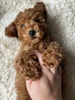 Osito, a male Poodle - Miniature  for sale in Chicago, IL – Photo 4 of 6