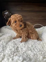 Osito, a male Poodle - Miniature  for sale in Chicago, IL – Photo 5 of 6