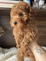 Osito, a male Poodle - Miniature  for sale in Chicago, IL – Photo 3 of 6