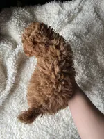 Osito, a male Poodle - Miniature  for sale in Chicago, IL – Photo 6 of 6