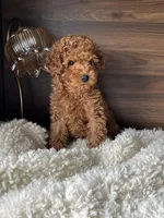 Osito, a male Poodle - Miniature  for sale in Chicago, IL – Photo 1 of 6