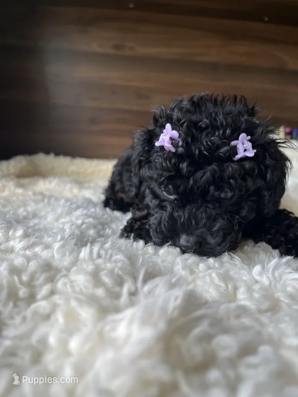 Skye – Poodle - Toy  puppy for sale in Chicago, IL