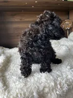 Atlas, a male Poodle - Toy  for sale in Chicago, IL – 4 of 10