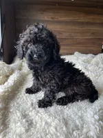 Atlas, a male Poodle - Toy  for sale in Chicago, IL – 1 of 10