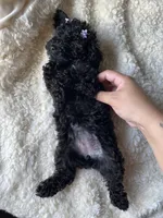 Skye, a female Poodle - Toy  for sale in Chicago, IL – 10 of 10