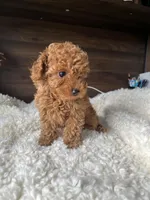 Roxy, a female Poodle - Toy  for sale in Chicago, IL – Photo 1 of 6