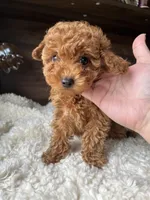 Roxy, a female Poodle - Toy  for sale in Chicago, IL – Photo 3 of 6