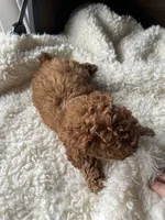 Roxy, a female Poodle - Toy  for sale in Chicago, IL – Photo 2 of 6