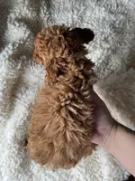 Roxy, a female Poodle - Toy  for sale in Chicago, IL – Photo 6 of 6