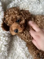 Roxy, a female Poodle - Toy  for sale in Chicago, IL – Photo 5 of 6