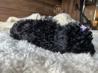 Skye, a female Poodle - Toy  for sale in Chicago, IL – 9 of 10