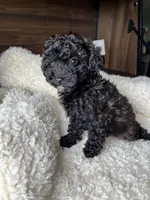 Oliver, a male Poodle - Toy  for sale in Chicago, IL – Photo 3 of 8