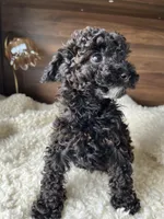 Oliver, a male Poodle - Toy  for sale in Chicago, IL – Photo 5 of 8