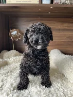 Oliver, a male Poodle - Toy  for sale in Chicago, IL – Photo 6 of 8