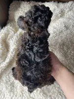 Oliver, a male Poodle - Toy  for sale in Chicago, IL – Photo 8 of 8