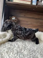 Oliver, a male Poodle - Toy  for sale in Chicago, IL – Photo 7 of 8