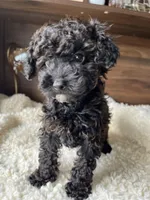 Oliver, a male Poodle - Toy  for sale in Chicago, IL – Photo 2 of 8