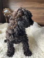 Oliver, a male Poodle - Toy  for sale in Chicago, IL – Photo 4 of 8