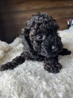 Atlas, a male Poodle - Toy  for sale in Chicago, IL – 8 of 10