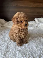 Remy, a male Poodle - Toy  for sale in Chicago, IL – Photo 8 of 10