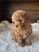Remy, a male Poodle - Toy  for sale in Chicago, IL – Photo 7 of 10
