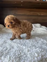 Remy, a male Poodle - Toy  for sale in Chicago, IL – Photo 9 of 10