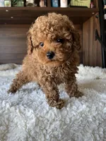 Remy, a male Poodle - Toy  for sale in Chicago, IL – Photo 6 of 10