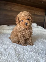 Remy, a male Poodle - Toy  for sale in Chicago, IL – Photo 1 of 10