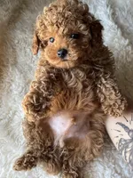 Remy, a male Poodle - Toy  for sale in Chicago, IL – Photo 5 of 10