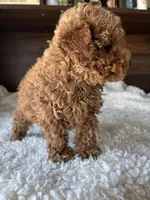 Remy, a male Poodle - Toy  for sale in Chicago, IL – Photo 10 of 10