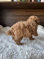 Remy, a male Poodle - Toy  for sale in Chicago, IL – Photo 4 of 10