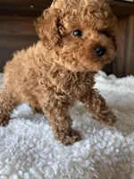 Remy, a male Poodle - Toy  for sale in Chicago, IL – Photo 2 of 10