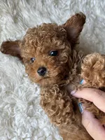 Remy, a male Poodle - Toy  for sale in Chicago, IL – Photo 3 of 10