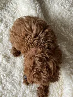 Gigi, a female Poodle - Toy  for sale in Chicago, IL – Photo 6 of 7