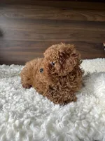 Gigi, a female Poodle - Toy  for sale in Chicago, IL – Photo 4 of 7