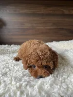 Gigi, a female Poodle - Toy  for sale in Chicago, IL – Photo 1 of 7