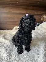 Skye, a female Poodle - Toy  for sale in Chicago, IL – 4 of 10