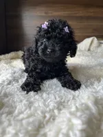 Skye, a female Poodle - Toy  for sale in Chicago, IL – 5 of 10