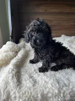 Atlas, a male Poodle - Toy  for sale in Chicago, IL – 5 of 10