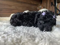 Skye, a female Poodle - Toy  for sale in Chicago, IL – 8 of 10